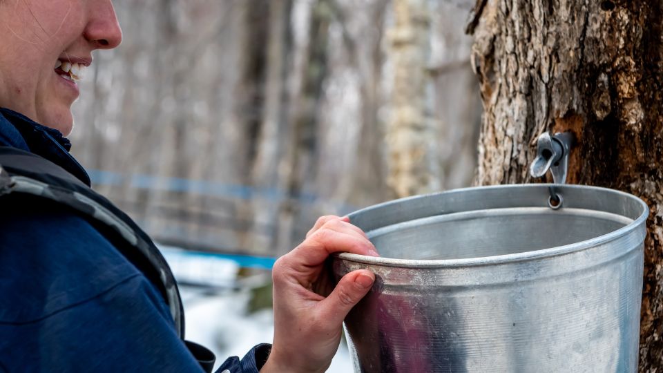 A person collects sap in a metal bucket from a tapped maple tree in a winter fores