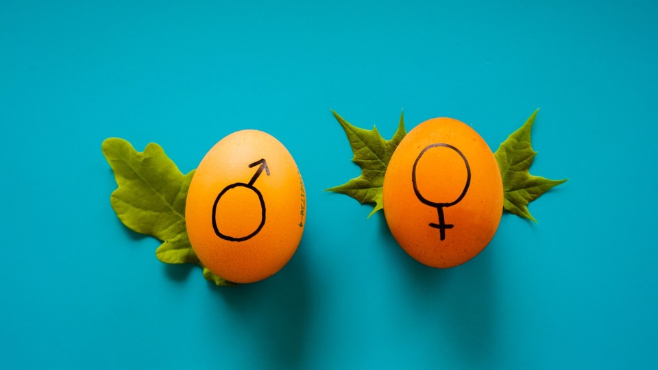 Two eggs displaying female and male signs