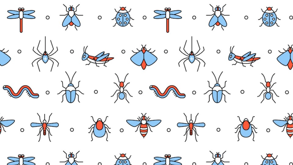 insects