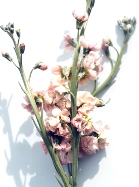 bouquet de fleurs